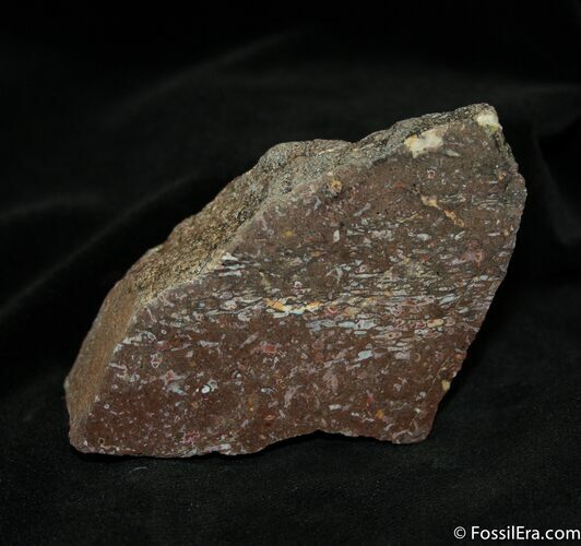 Polished Dinosaur Bone ( ounces) #1147